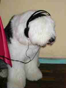 �C�^���A��̕׋���