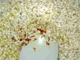 ���Ă̒��ɃT�t����������